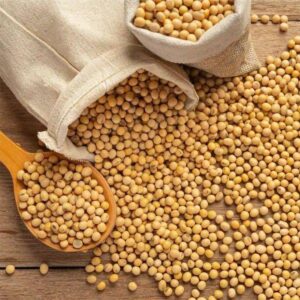 Brazil Soy Bean