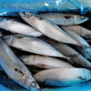 Fresh Sardine Fish