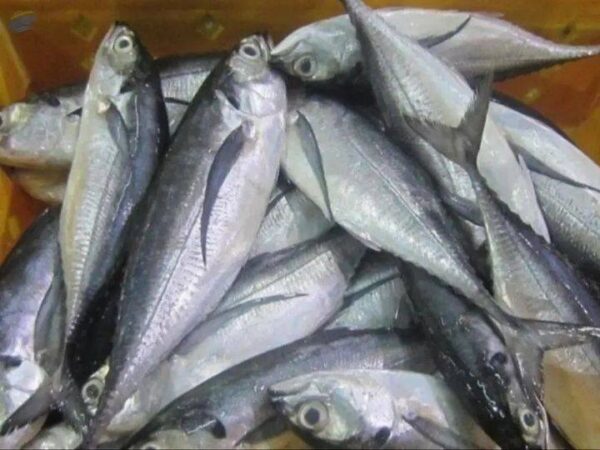 Frozen Horse Mackerel