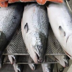 Frozen Salmon Fish