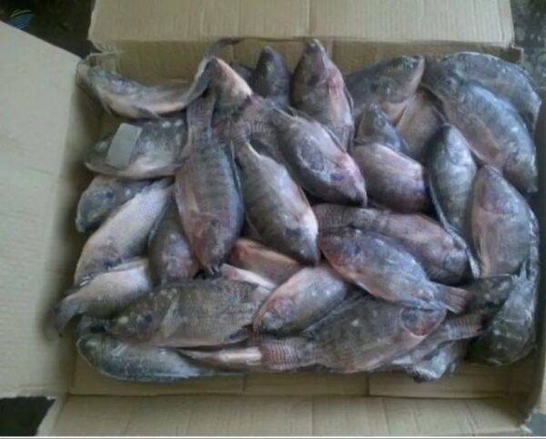 Frozen Tilapia Fish