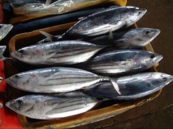 Frozen Tuna Fish
